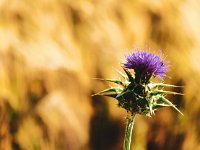 Nature-Thistle